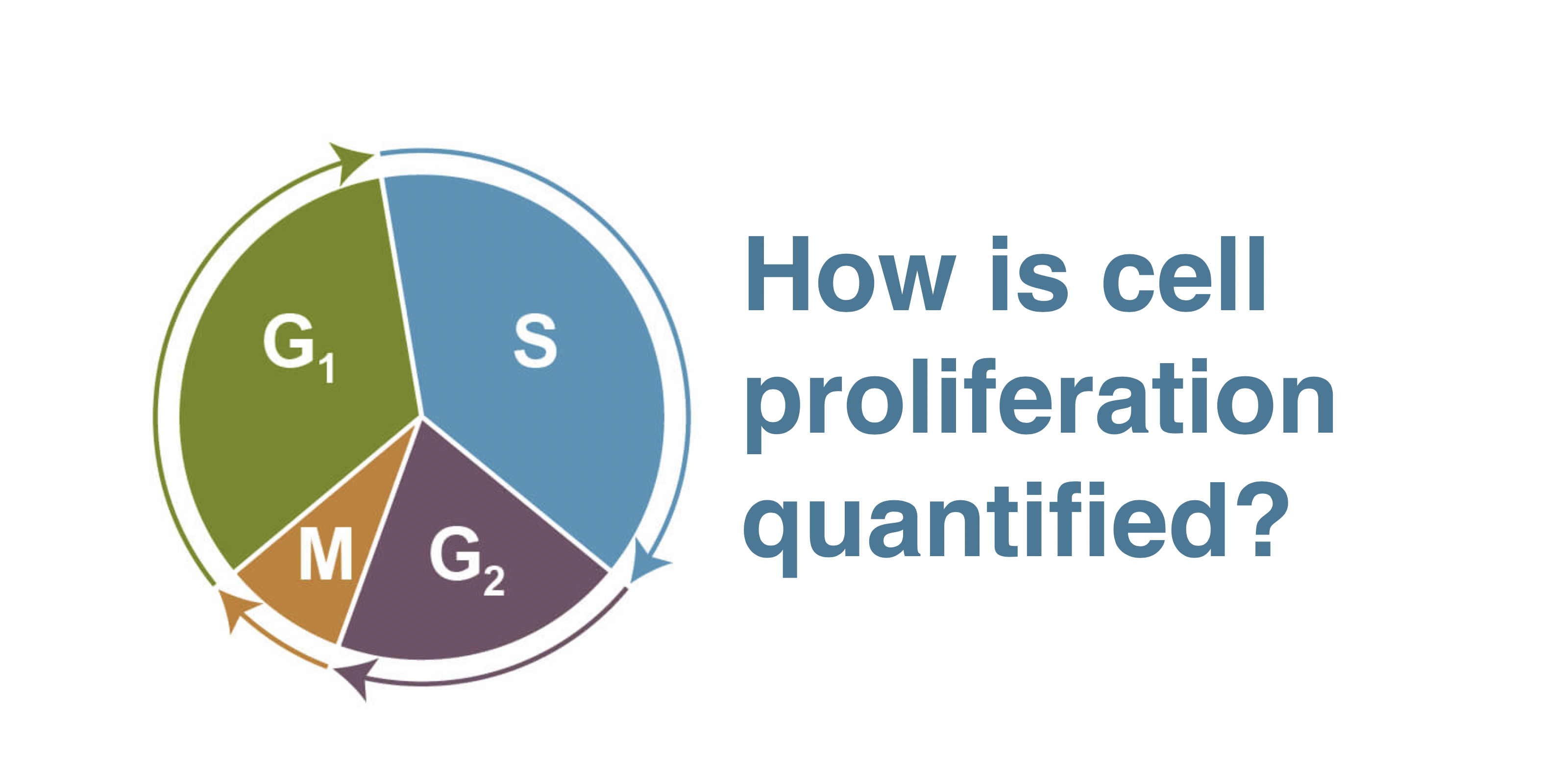 Cell Process - How Is Cell Proliferation Quantified?